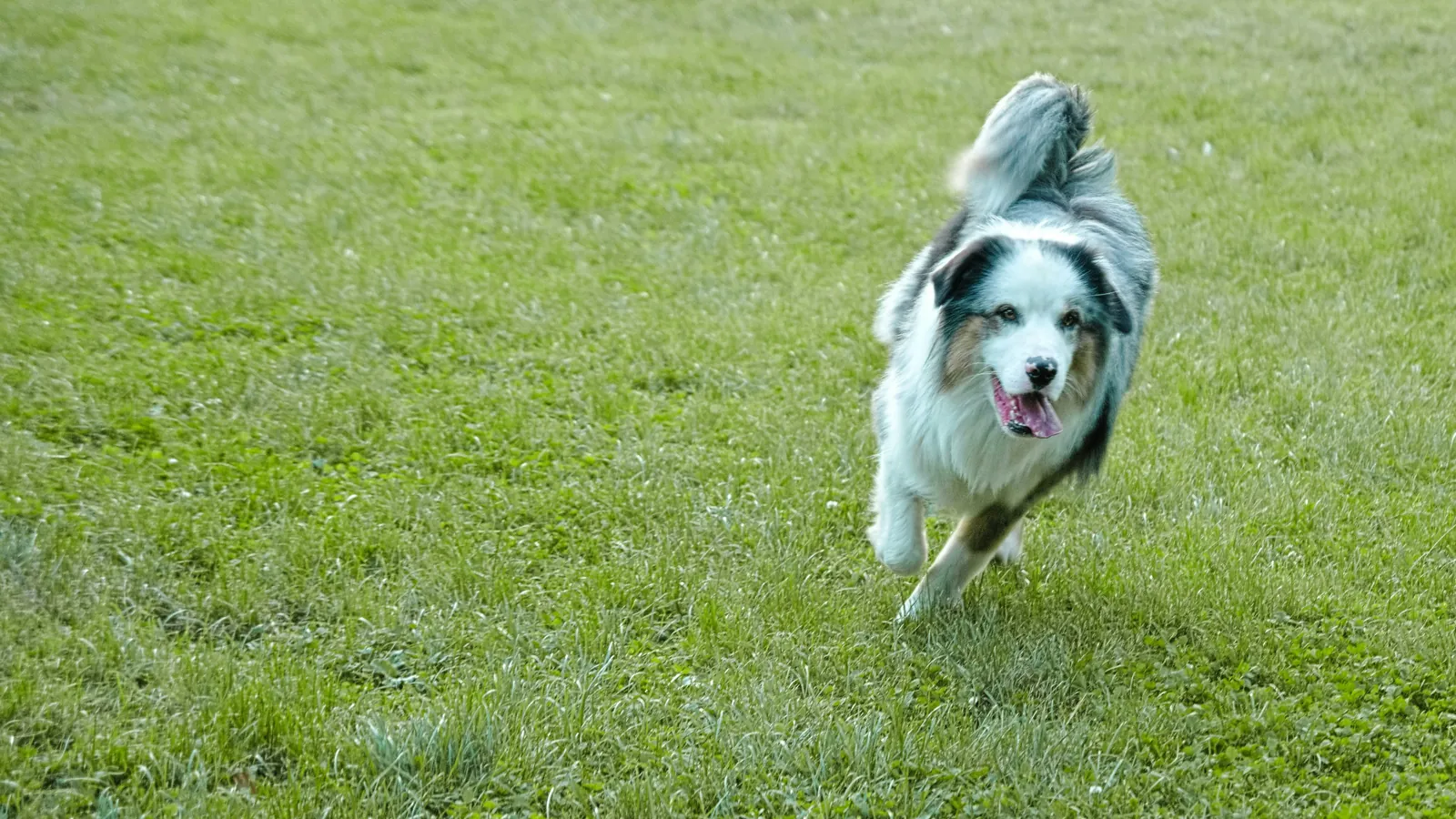 Ein Hund rennt über eine große grüne Wiese auf die Kamera zu